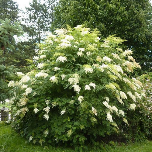 Рябинник рябинолистный (Sorbaria sorbifolia)