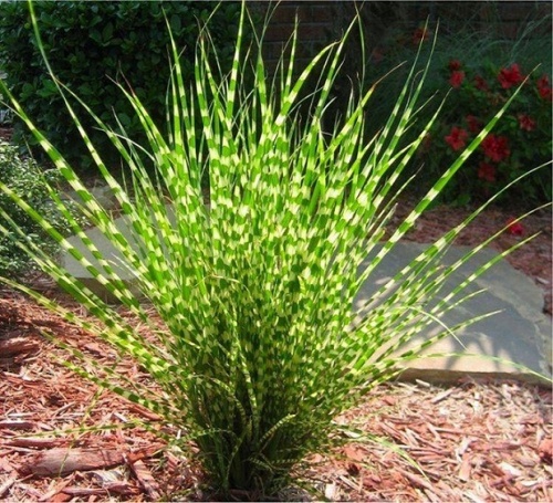Мискантус китайский "Литл Зебра" (Miscanthus sinensis "Little Zebra")