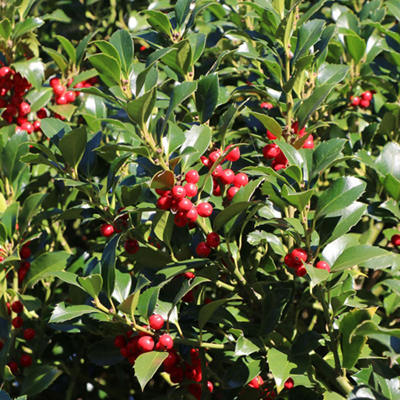 Падуб мезерва "Хекенпрахт" (Ilex meserveae "Heckenpracht")