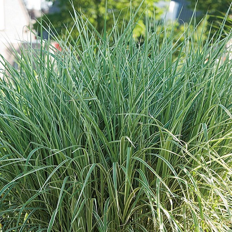 Мискантус китайский "Космополитан" (Miscanthus sinensis "Cosmopolitan")
