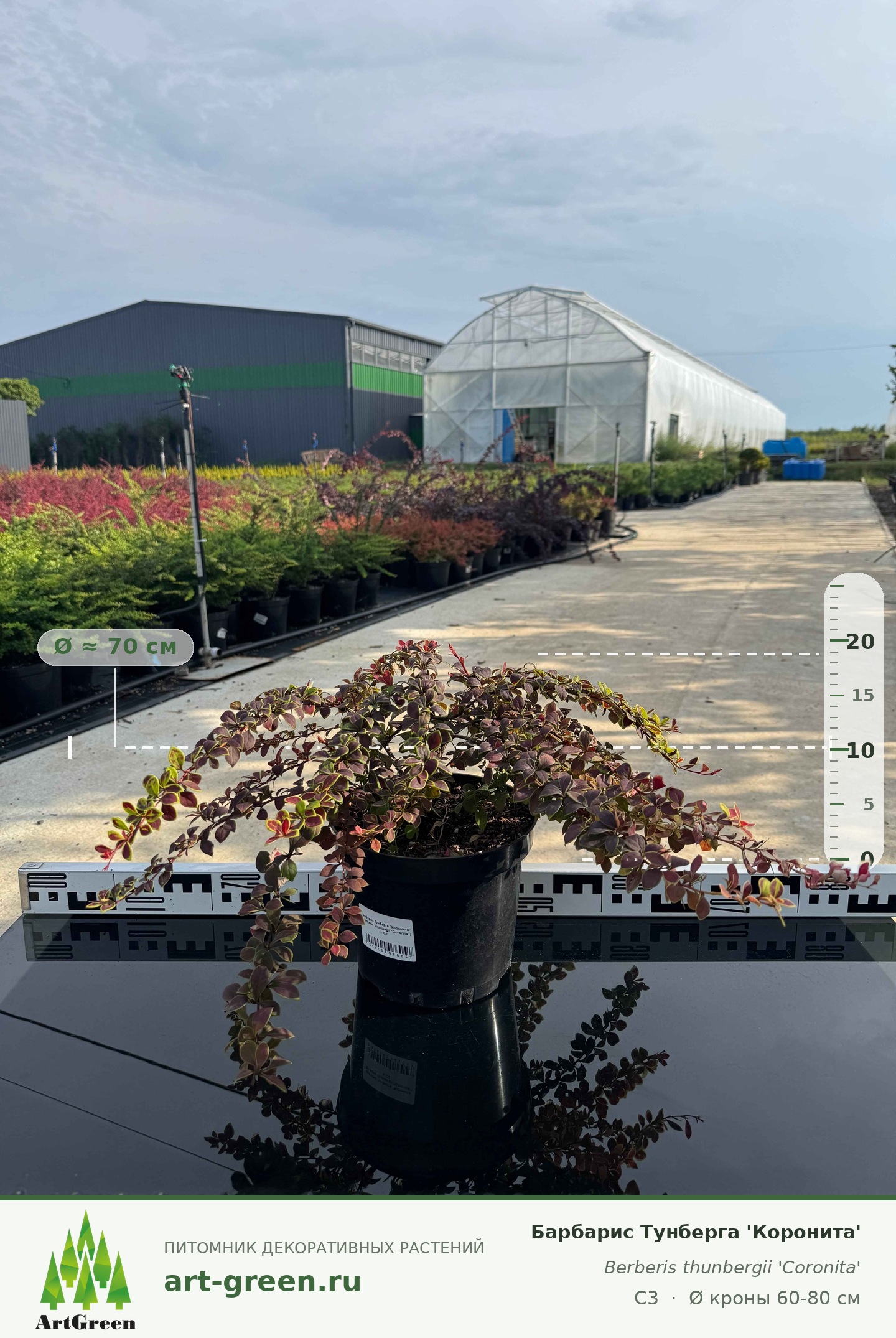 Барбарис Тунберга "Коронита" (Berberis thunbergii "Coronita")