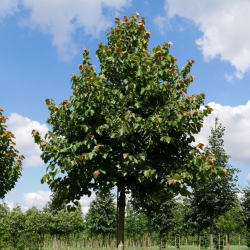 Липа европейская "Паллида" (Tilia europaea "Pallida")