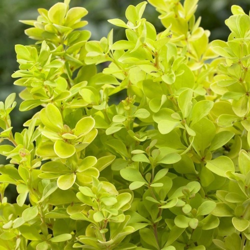 Барбарис Тунберга "Голден Пиллар" (Berberis thunbergii "Golden Pillar")