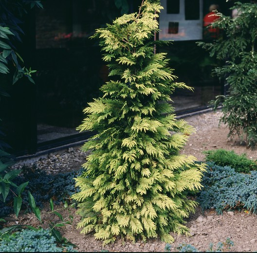 Туя складчатая "Зебрина" (Thuja plicata "Zebrina")