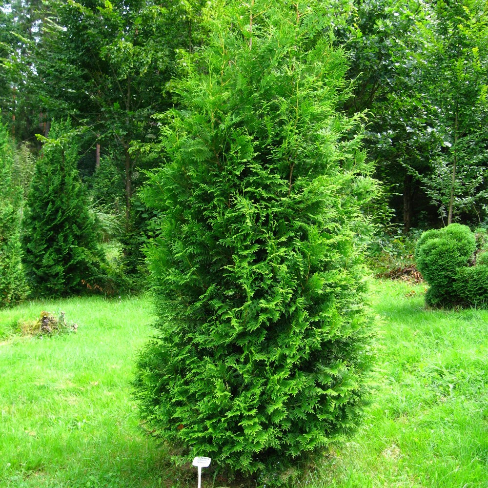Туя западная "Брабант" (Thuja occidentalis "Brabant")