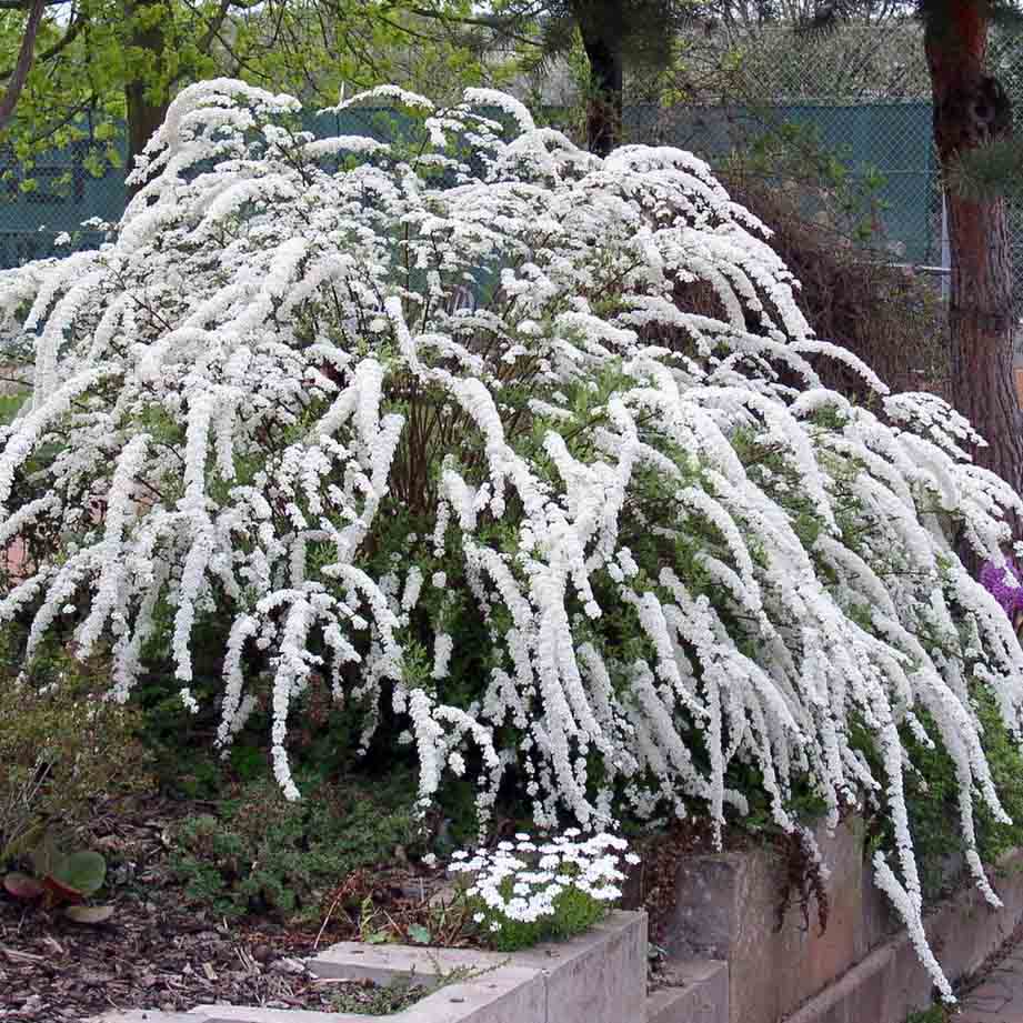 Спирея серая "Грефшейм" (Spiraea cinerea "Grefsheim")