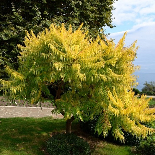 Сумах оленерогий "Диссекта" (Rhus typhina "Dissecta")