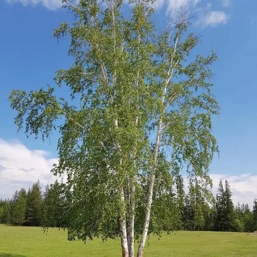 Береза Эрмана (Betula ermanii)