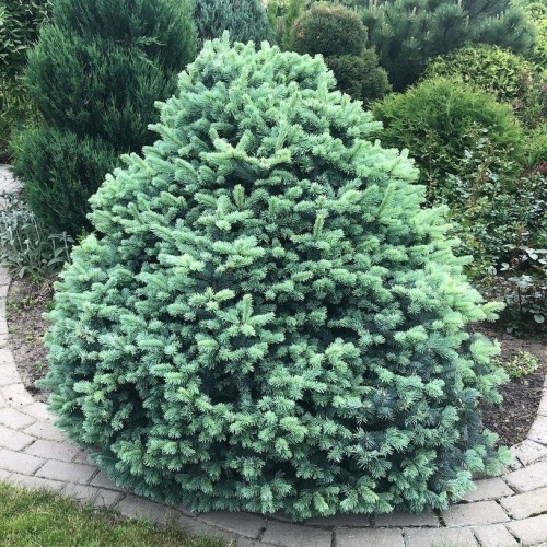 Пихта одноцветная "Компакта" (Abies concolor "Compacta")