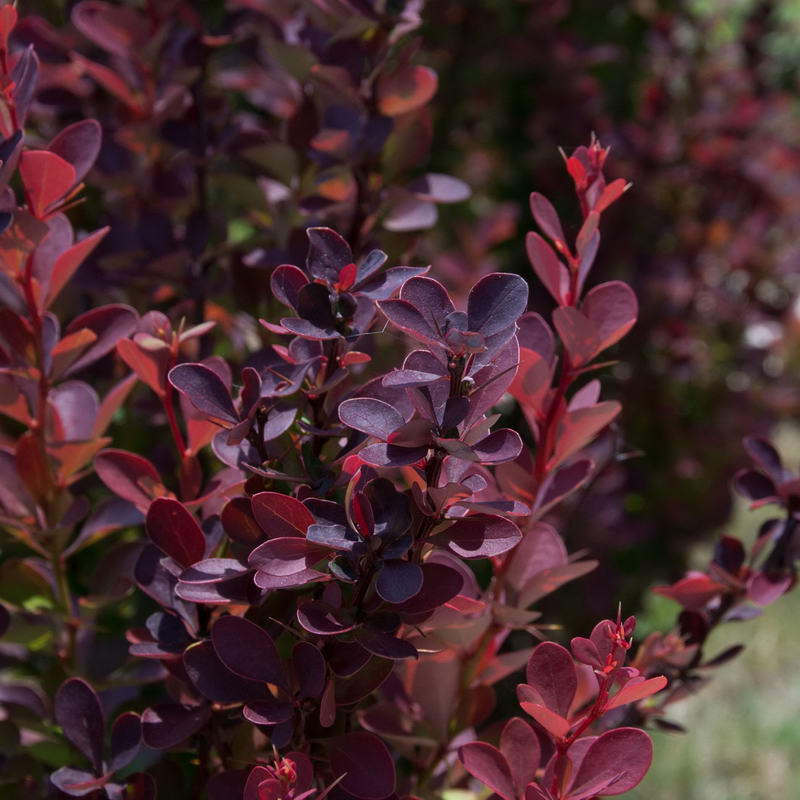 Барбарис Тунберга (красный) (Berberis thunbergii)