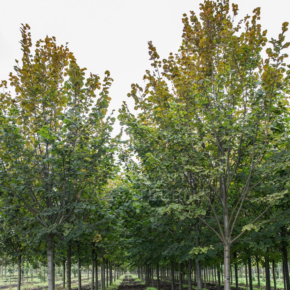 Липа крупнолистная "Рубра" (Tilia platyphyllos "Rubra")