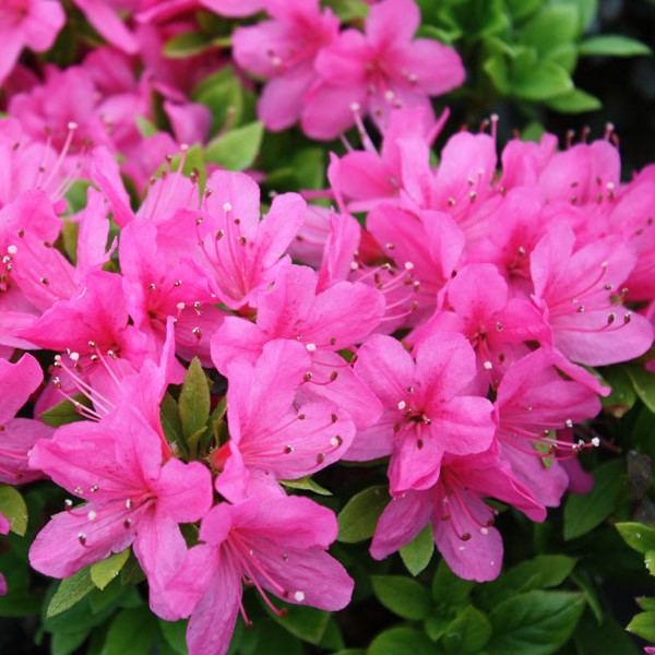 Рододендрон японский "Гейша Роза"(Rhododendron japonica "Geisha Rosa)