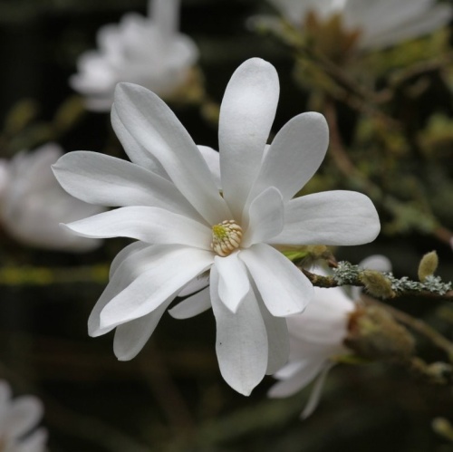 Магнолия звездчатая (Magnolia stellata)