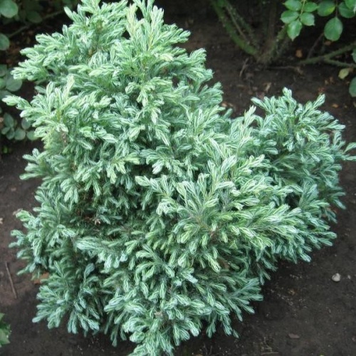 Кипарисовик горохоплодный "Булевард" (Chamaecyparis pisifera "Boulevard")