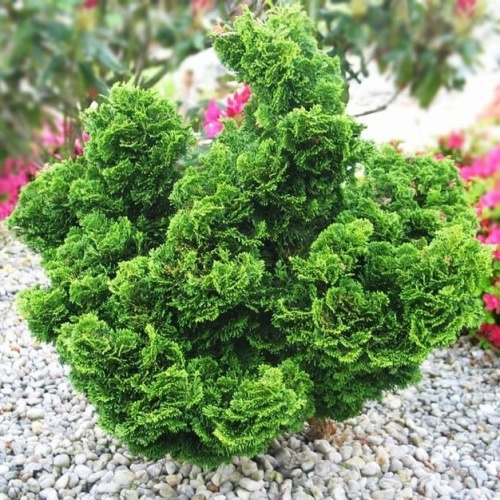 Кипарисовик тупой "Нана Грасилис" (Chamaecyparis obtusa "Nana Gracilis")