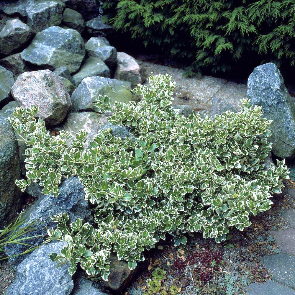 Бересклет Форчуна "Эмерал Гейти" (Euonymus fortunei "Emerald Gaiety")