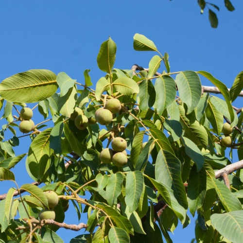 Орех грецкий (Juglans regia)