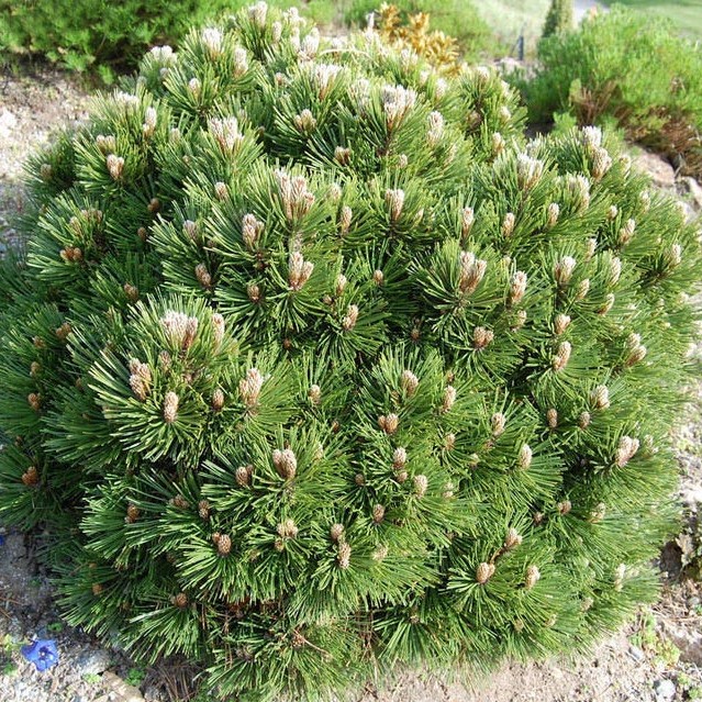 Сосна белокорая "Шмидта" (Pinus leucodermis "Smidtii")