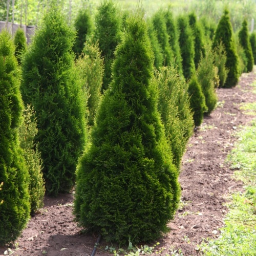 Туя западная "Смарагд" (Thuja occidentalis "Smaragd")