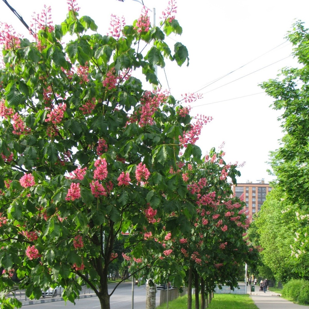 Каштан мясо-красный "Бриоти" (Aesculus carnea "Briotii")