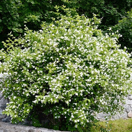 Чубушник венечный (Philadelphus coronarius)
