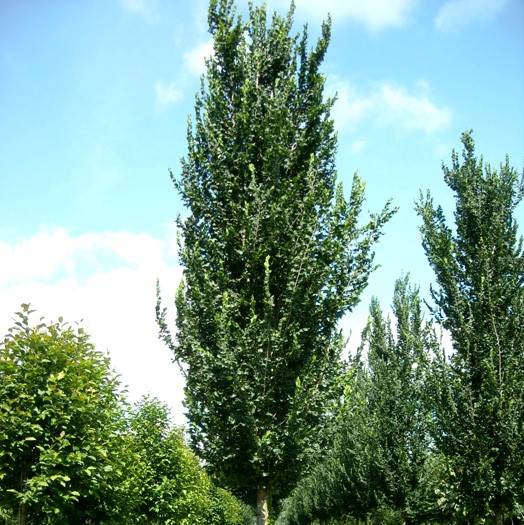 Вяз гибридный "Колумелла" (Ulmus hybride "Columella")