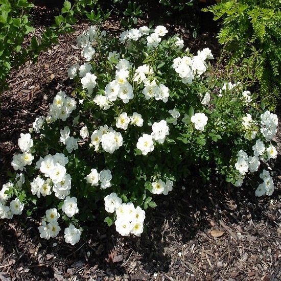 Роза полиантовая "Вайт Фейри" (Rose"White Fairy")