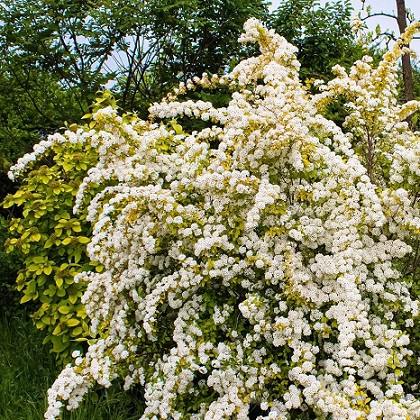 Спирея Вангутта "Голд Фонтейн" (Spiraea Vanhouttei "Gold Fountain")