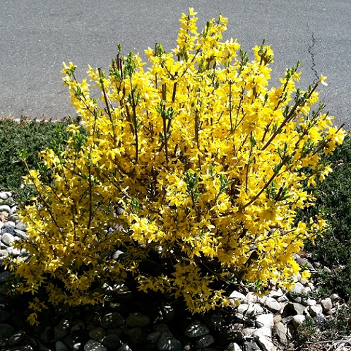 Форзиция промежуточная, средняя (Forsythia intermedia)