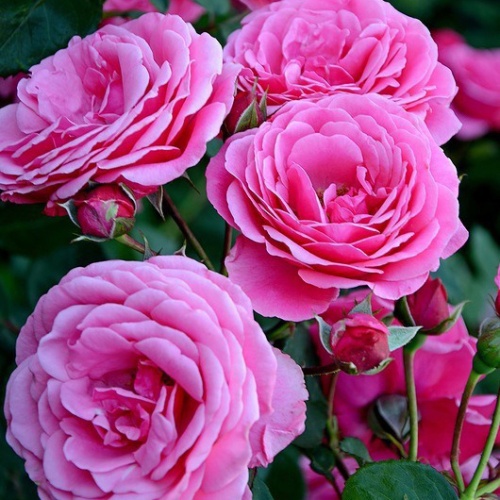 Роза английская "Бардолино" (Rosa English "Bardolino"))