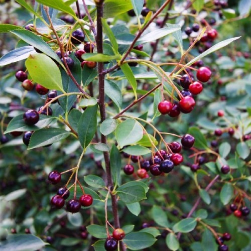Арония черноплодная "Хугин" (Aronia melanocarpa "Hugin")