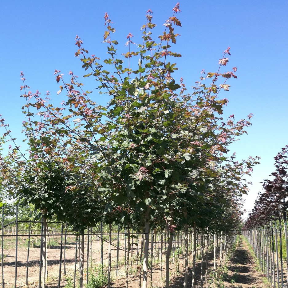 Клен полевой "Ред Шайн" (Acer campestre "Red Shine")