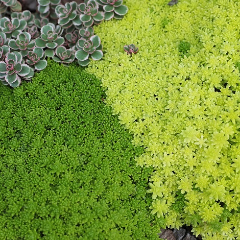 Седум почвопокровный (Sedum)