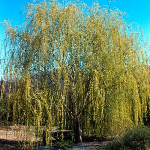 Ива вавилонская (Salix babylonica)