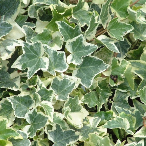 Плющ обыкновенный "Вариегата" (Hedera helix "Variegata")