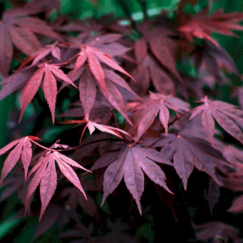 Клен японский (Acer japonicum)