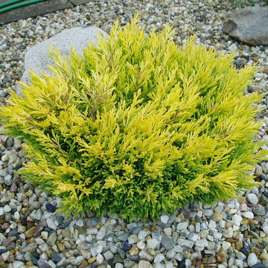 Можжевельник горизонтальный "Лайм Глоу" (Juniperus horizontalis "Lime Glow")