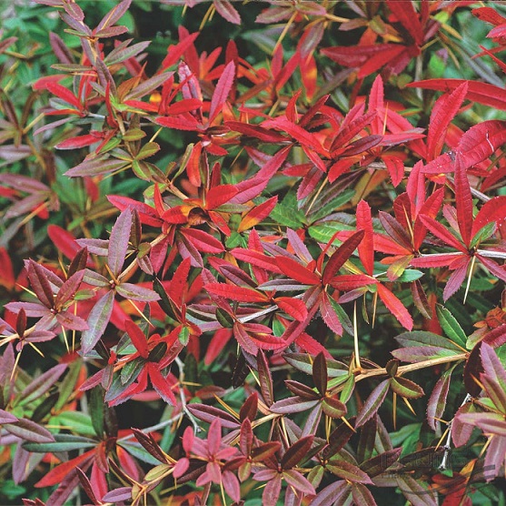 Барбарис Юлиана (Berberis julianae)