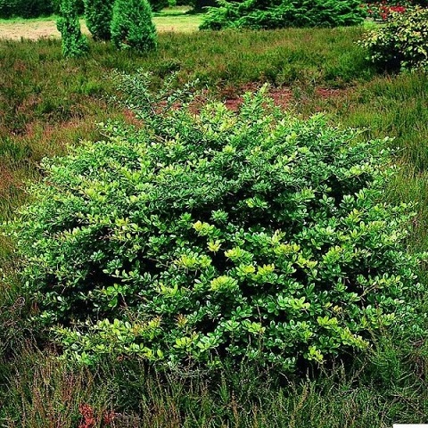 Барбарис средний "Паркджувел" (Berberis media "Parkjuweel")