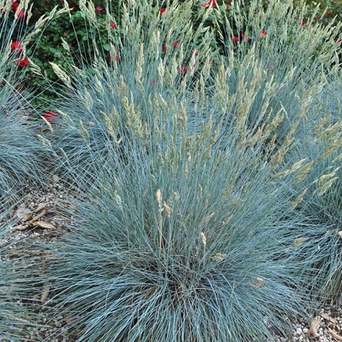 Овсяница сизая (Festuca cinerea)