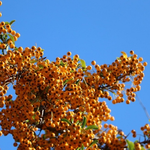 Пираканта ярко-красная "Солей Дор" (Pyracantha coccіnea "Soleil d'Or")