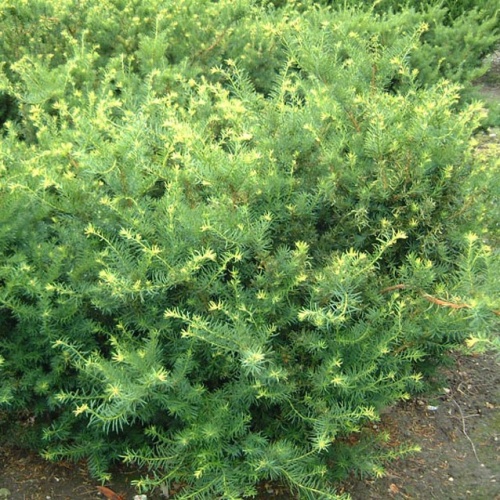 Тис средний "Фармен" (Taxus media "Farmen")