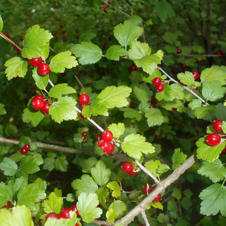 Смородина альпийская (Ribes Alpinum)