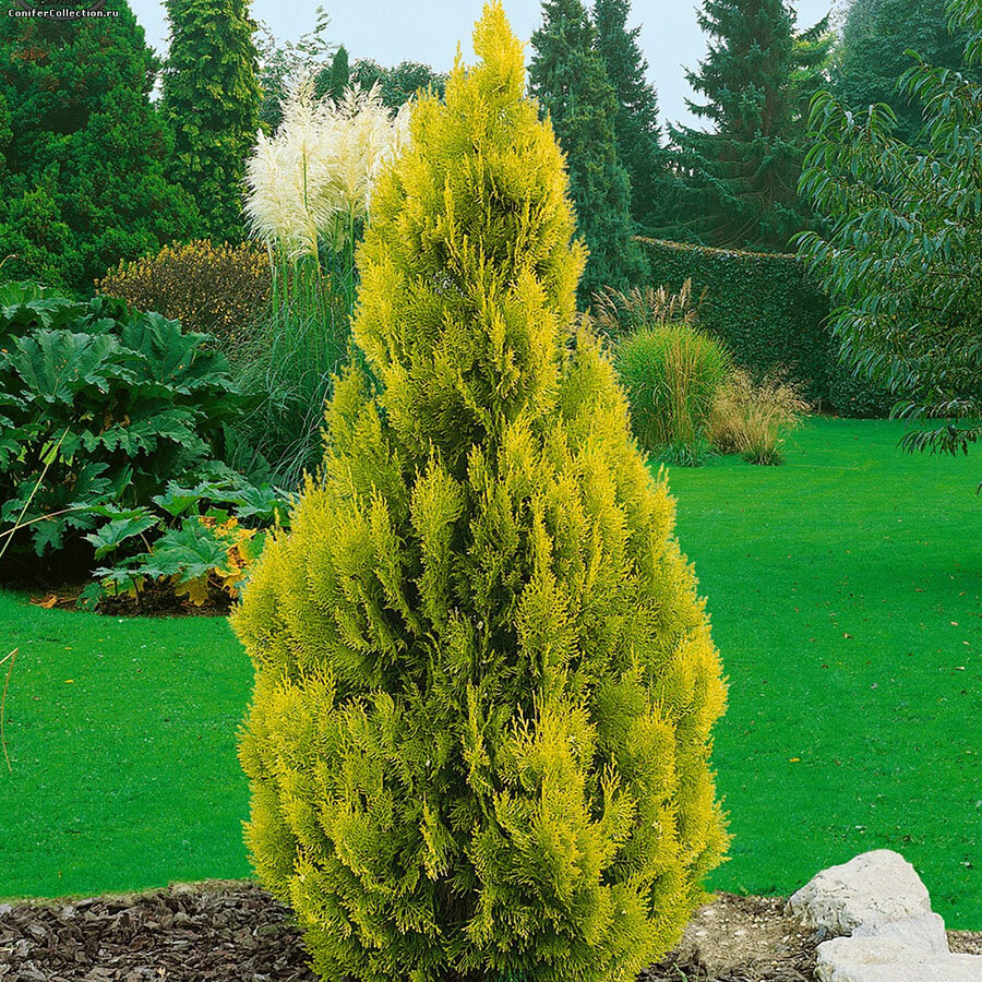 Туя западная "Голден Смарагд" (Thuja occidentalis "Golden Smaragd")