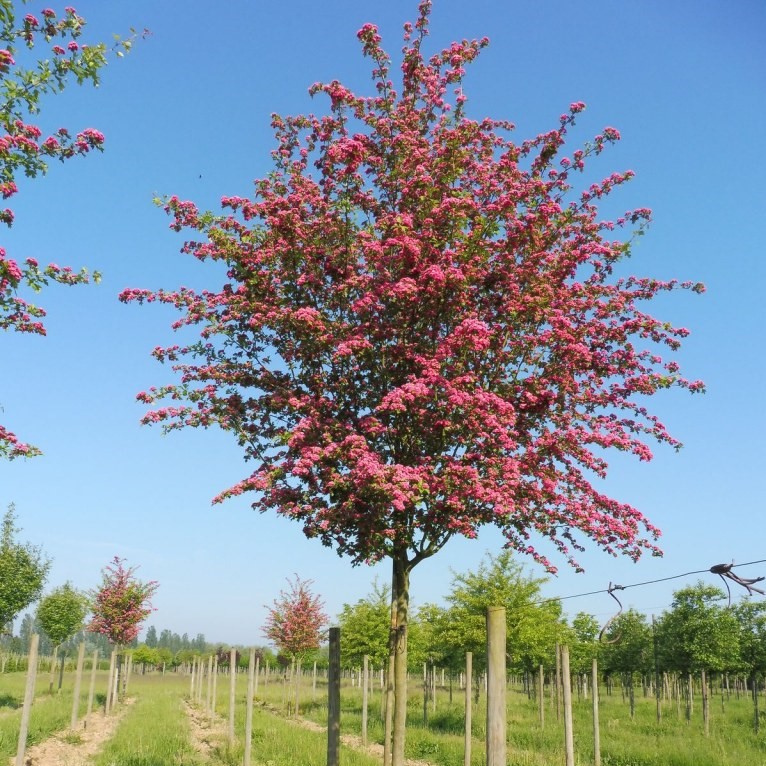 Боярышник обыкновенный "Паул Скарлет" (Crataegus laevigata "Pauls Scarlet")