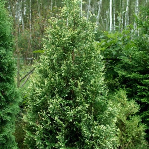 Туя западная "Вайт Смарагд" (Thuja occidentalis "White Smaragd")