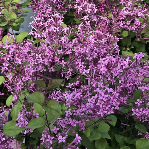 Сирень Мейера "Бумеранг Дарк Перпл" (Syringa meyeri "Bloomerang Black Purple")