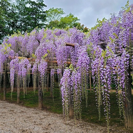Глициния китайская (Wisteria sinensis)