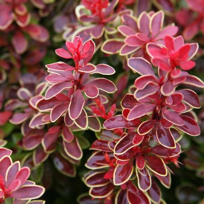 Барбарис Тунберга "Адмирейшн" (Berberis thunbergii "Admiration")