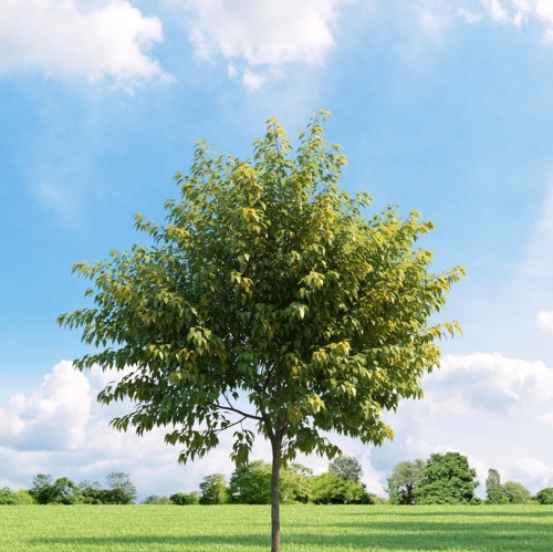 Клен ясенелистный (Acer negundo)